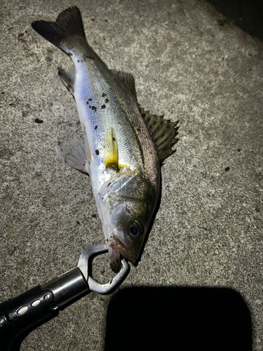 セイゴ（マルスズキ）の釣果