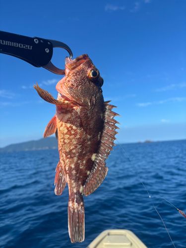 ガシラの釣果