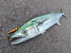サワラの釣果