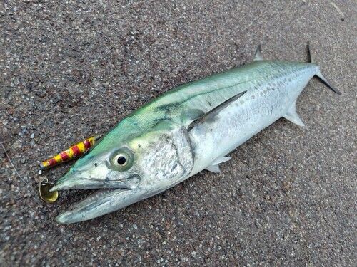 サワラの釣果