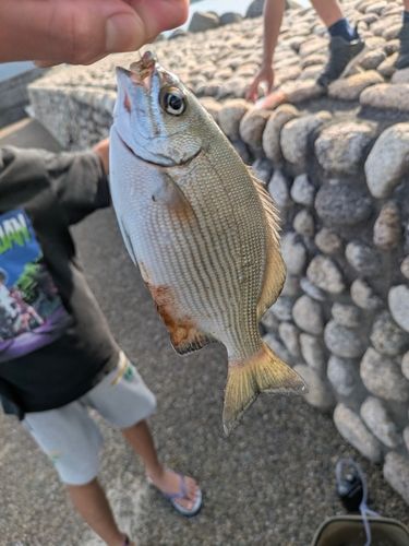 イスズミの釣果