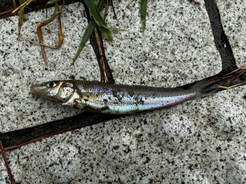 キスの釣果
