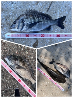クロダイの釣果