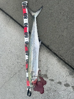 サワラの釣果