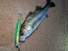 スズキの釣果