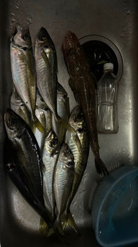 アジの釣果