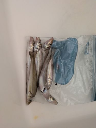 キスの釣果
