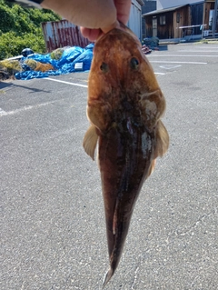 マゴチの釣果