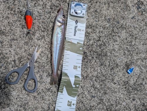 シロギスの釣果