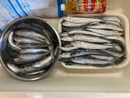 イワシの釣果
