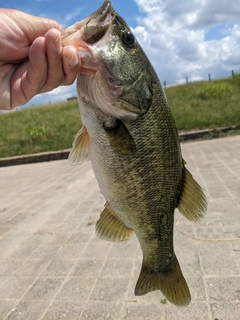 ラージマウスバスの釣果