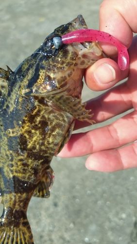 タケノコメバルの釣果