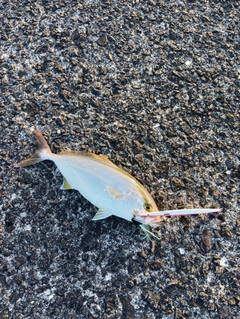 ネリゴの釣果