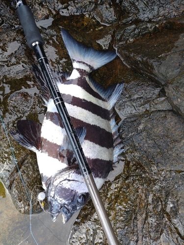 イシダイの釣果