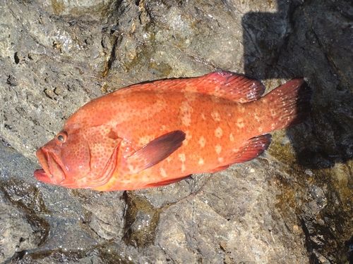 アザハタの釣果
