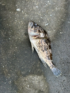 クロソイの釣果