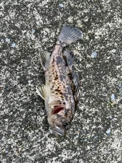 クロソイの釣果