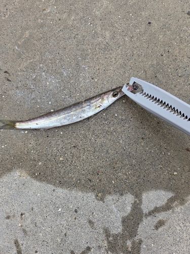 カマスの釣果