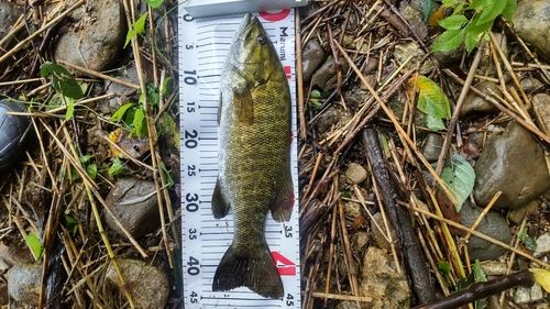 スモールマウスバスの釣果