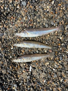 キスの釣果