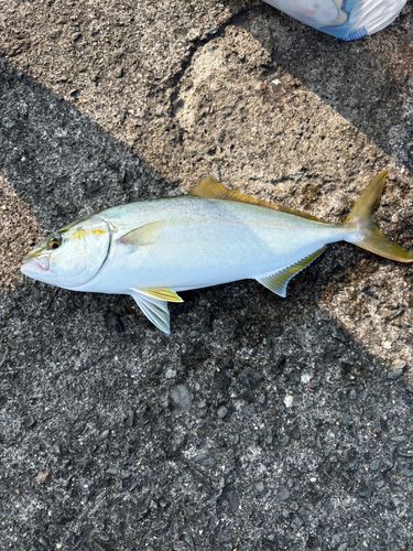 シオの釣果