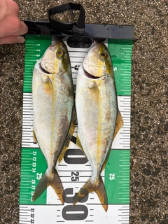ネリゴの釣果