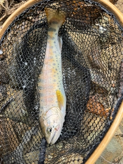 ヤマメの釣果