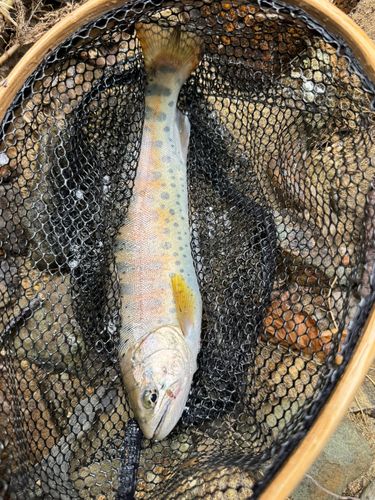 ヤマメの釣果