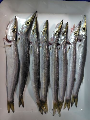 釣果