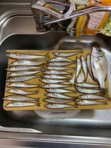 キスの釣果