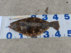 ヒラメの釣果