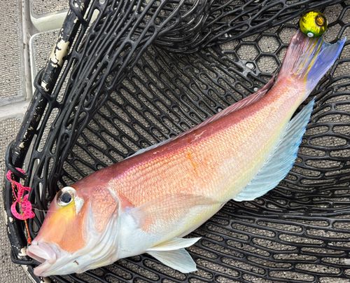 アマダイの釣果