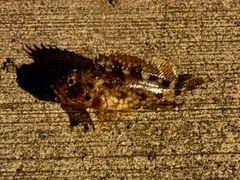 カサゴの釣果