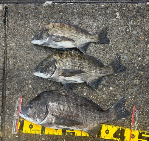 チヌの釣果