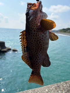 ノミノクチの釣果