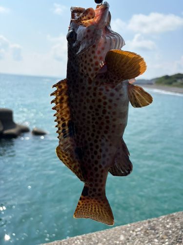 ノミノクチの釣果