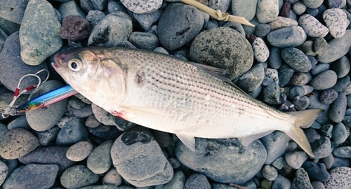 コノシロの釣果