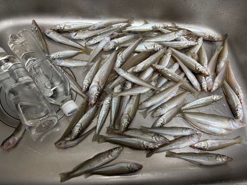 シロギスの釣果