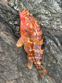 キジハタの釣果