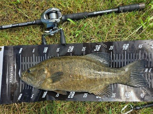 スモールマウスバスの釣果