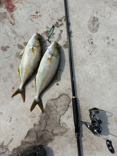 ネリゴの釣果