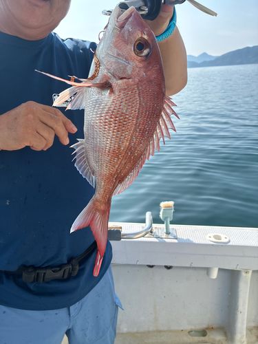 マダイの釣果