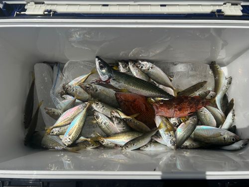 アジの釣果