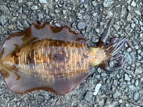 アオリイカの釣果