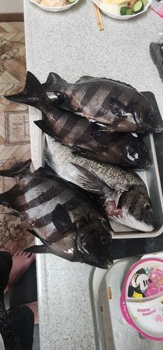 イシダイの釣果