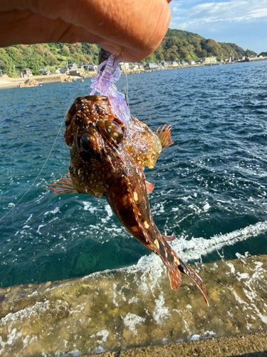 キジハタの釣果