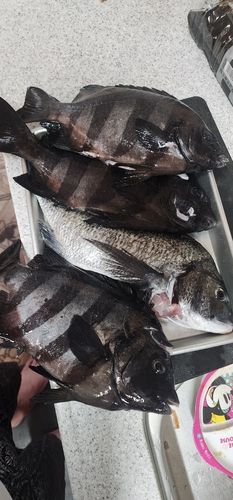 クロダイの釣果