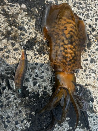 アオリイカの釣果