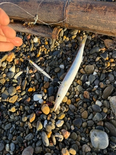 カマスの釣果