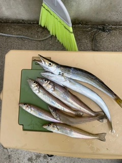 カマスの釣果